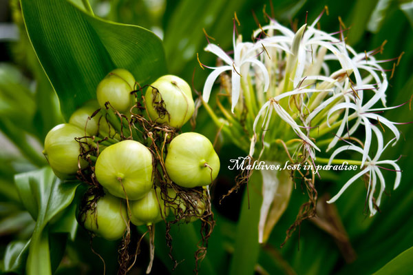 马尔代夫旅游攻略图片