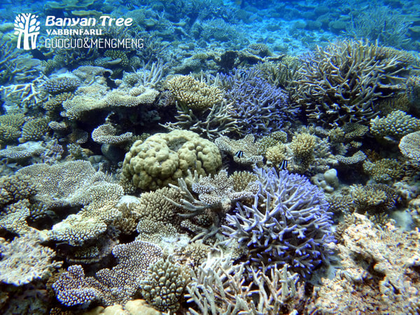 马尔代夫旅游攻略图片 马尔代夫旅游攻略图片