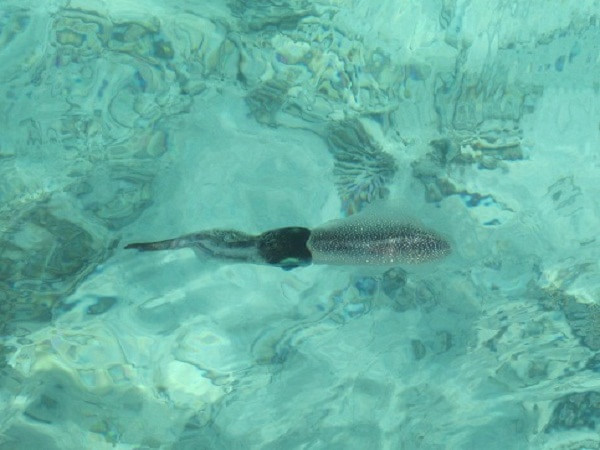 马尔代夫自助游图片