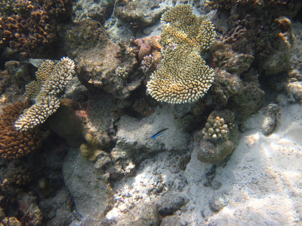 马尔代夫旅游攻略图片 马尔代夫旅游攻略图片