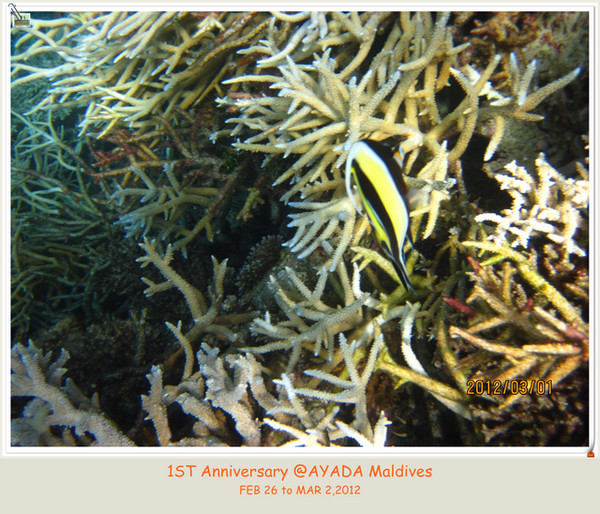 阿雅达岛自助游图片