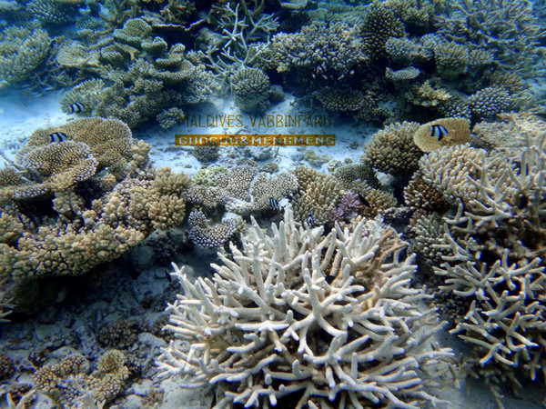 马尔代夫图片 马尔代夫图片