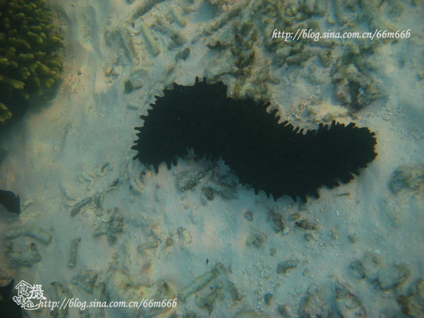 马尔代夫自助游图片 马尔代夫自助游图片