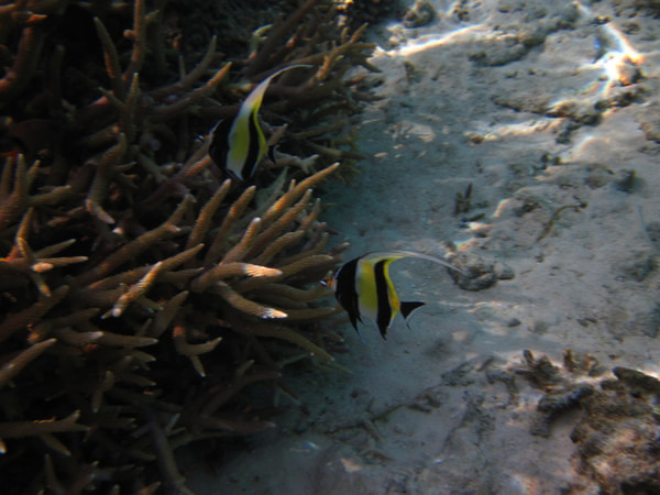 马尔代夫图片 马尔代夫图片