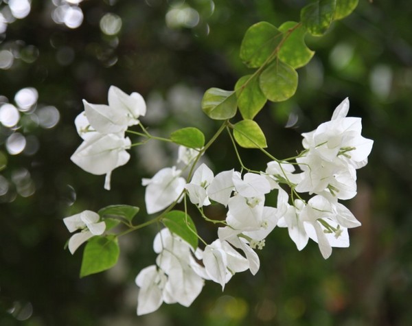 马尔代夫自助游图片