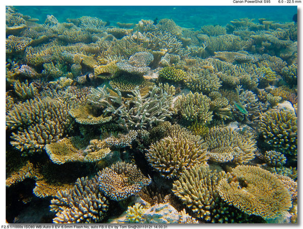 马尔代夫自助游图片