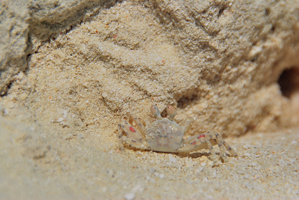 马尔代夫旅游攻略图片 马尔代夫旅游攻略图片
