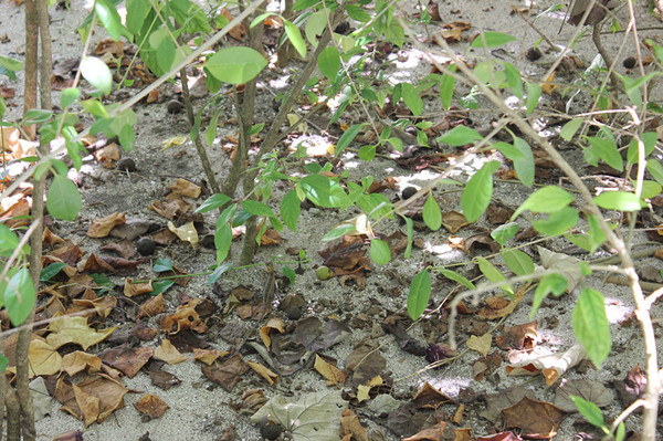 马尔代夫自助游图片