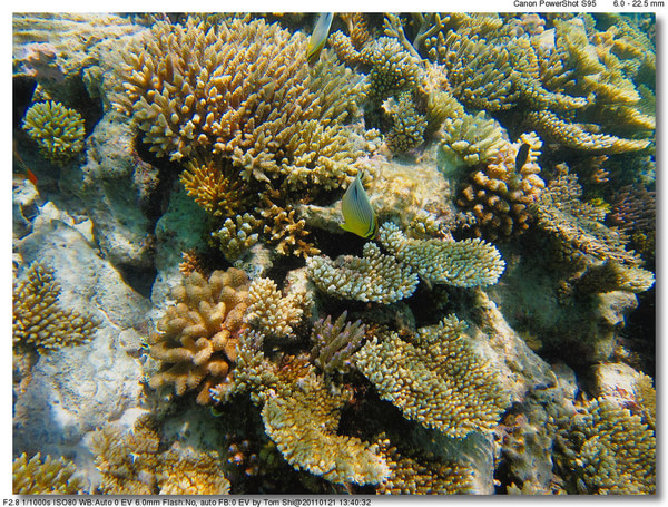 马尔代夫自助游图片