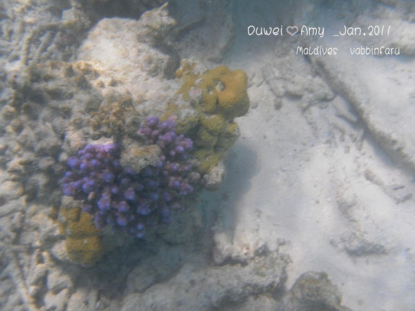 马尔代夫自助游图片