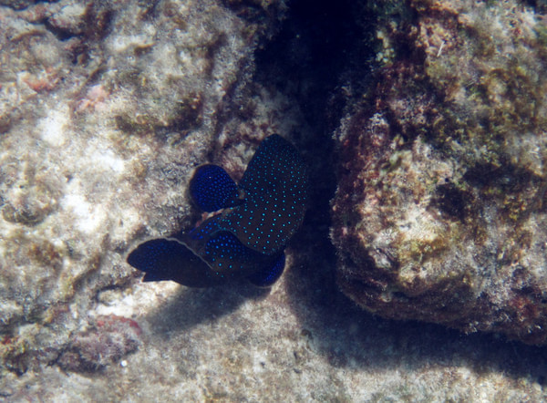 马尔代夫景点图片