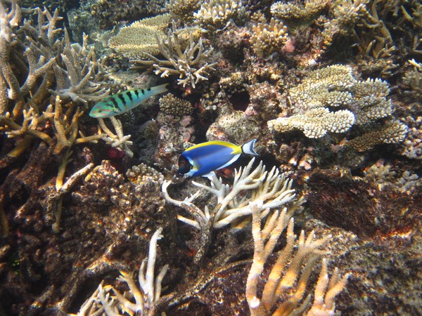 马尔代夫自助游图片 马尔代夫自助游图片