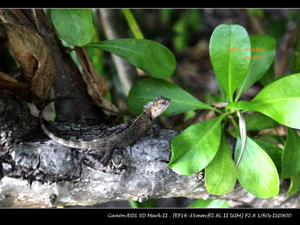 马尔代夫自助游图片