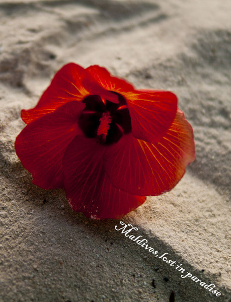 马尔代夫景点图片