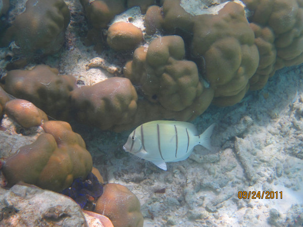 马尔代夫旅游攻略图片