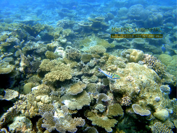 马尔代夫旅游攻略图片 马尔代夫旅游攻略图片