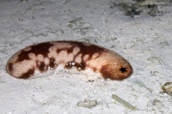 马尔代夫图片 马尔代夫图片