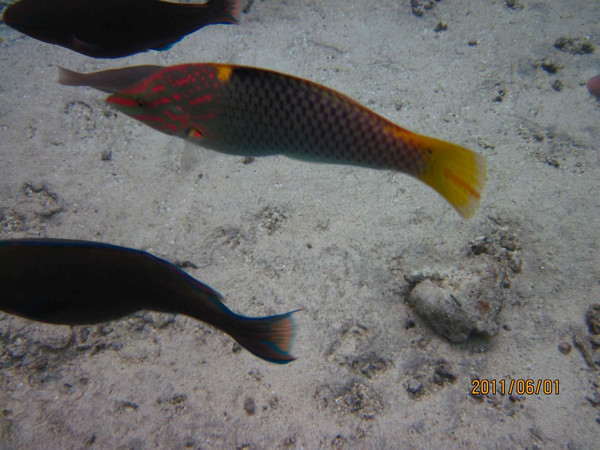 马尔代夫景点图片