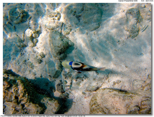 马尔代夫旅游攻略图片