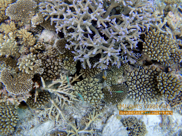 马尔代夫自助游图片 马尔代夫自助游图片