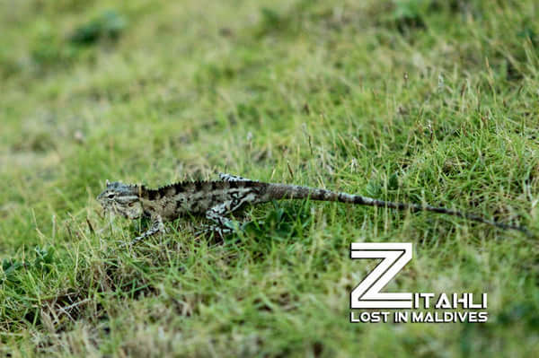 马尔代夫旅游攻略图片