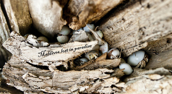 马尔代夫自助游图片