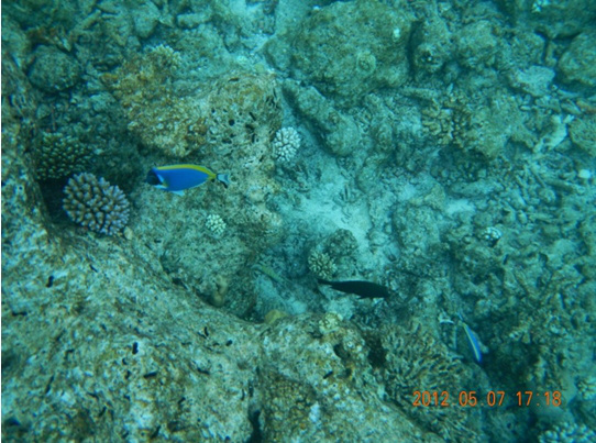 美丽的海底世界-1 美丽的海底世界-1