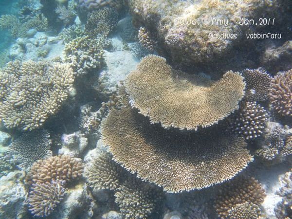 马尔代夫自助游图片