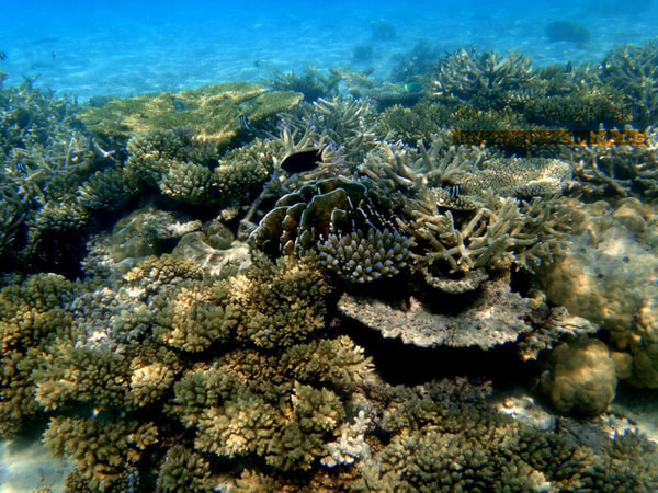 马尔代夫自助游图片 马尔代夫自助游图片