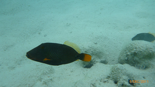 马尔代夫旅游攻略图片