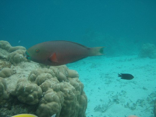 马尔代夫旅游攻略图片 马尔代夫旅游攻略图片