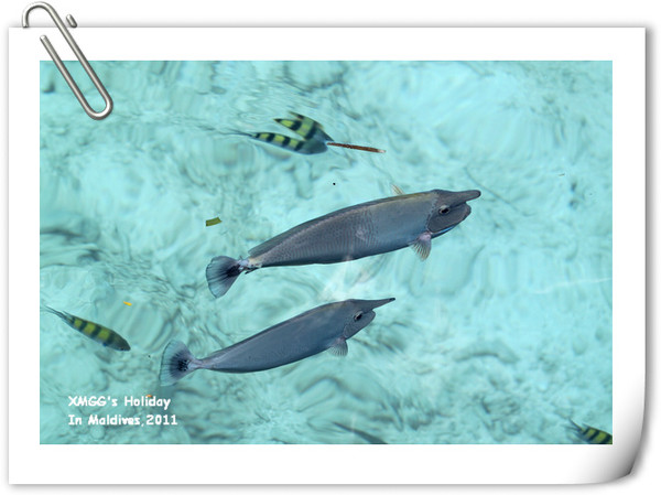 马尔代夫景点图片