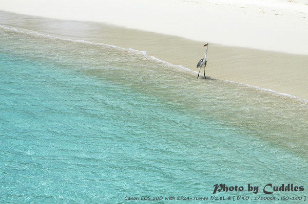 马尔代夫旅游攻略图片 马尔代夫旅游攻略图片
