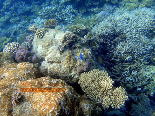 马尔代夫旅游攻略图片 马尔代夫旅游攻略图片