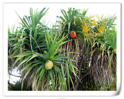 马尔代夫自助游图片 马尔代夫自助游图片