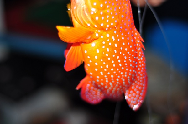 这是第一条被钓上来的鱼，据说是石斑鱼，很漂亮。虽不是我钓的，但是我拉上来滴~也算立个功嘛~！