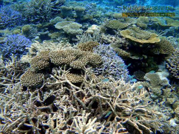 马尔代夫景点图片 马尔代夫景点图片