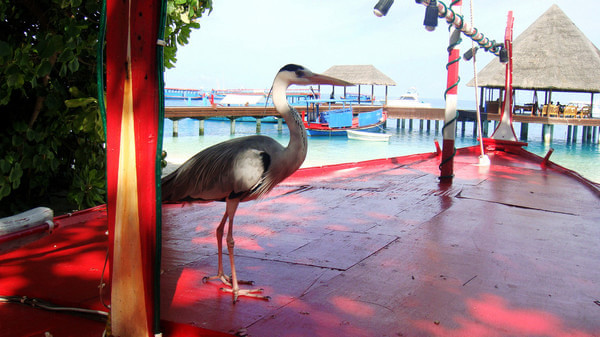 马尔代夫景点图片