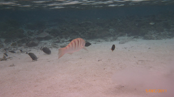 马尔代夫自助游图片