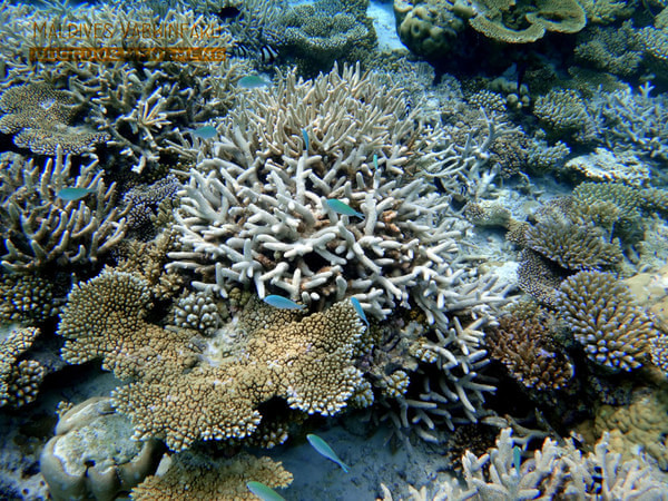 马尔代夫自助游图片 马尔代夫自助游图片