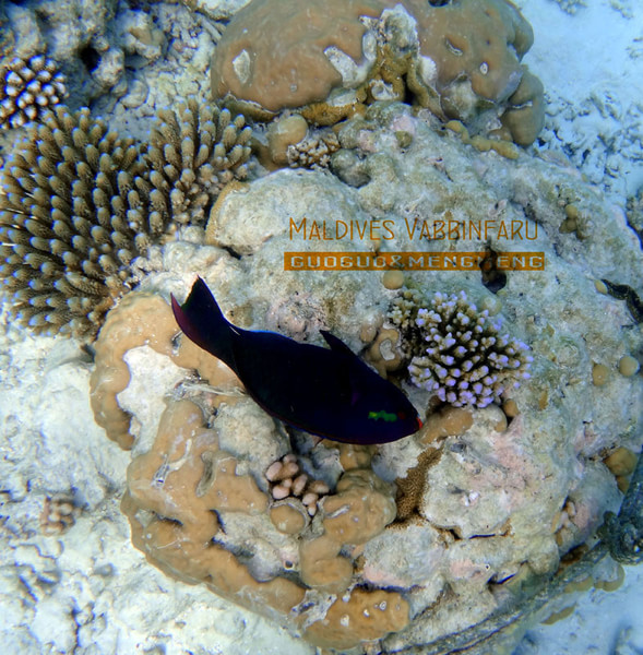 马尔代夫自助游图片 马尔代夫自助游图片