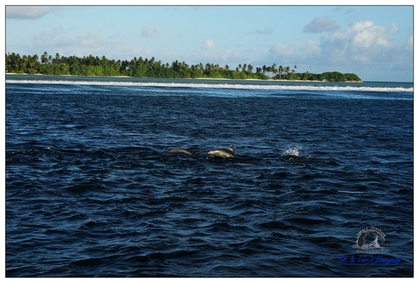 马尔代夫旅游攻略图片