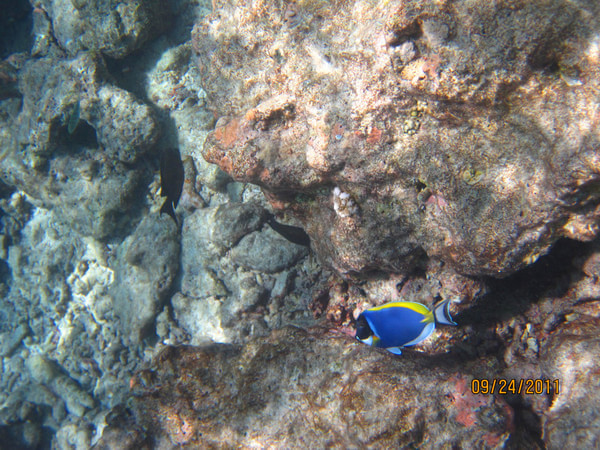 马尔代夫自助游图片