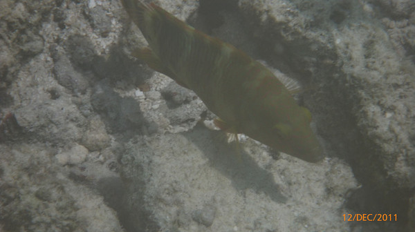 马尔代夫自助游图片