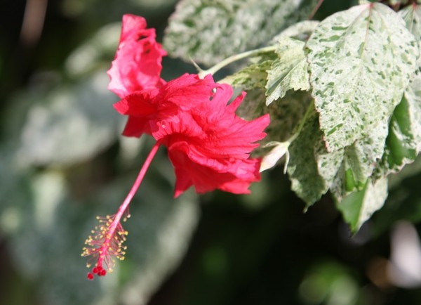 马尔代夫自助游图片