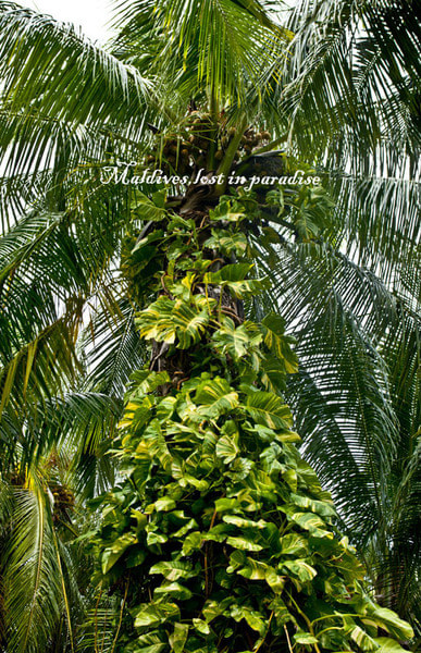 马尔代夫景点图片