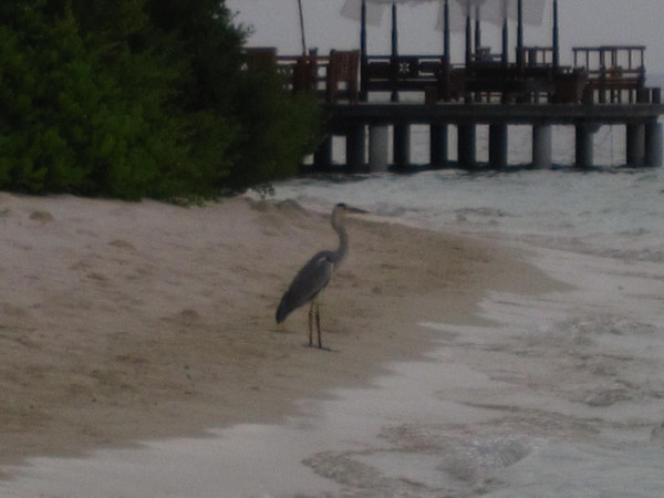 马尔代夫自助游图片 马尔代夫自助游图片