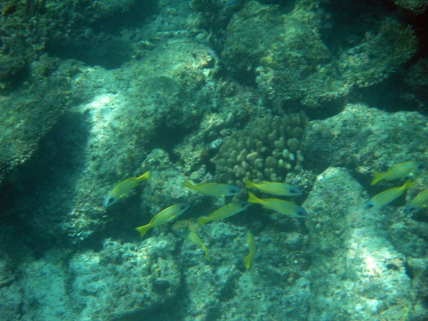 马尔代夫自助游图片