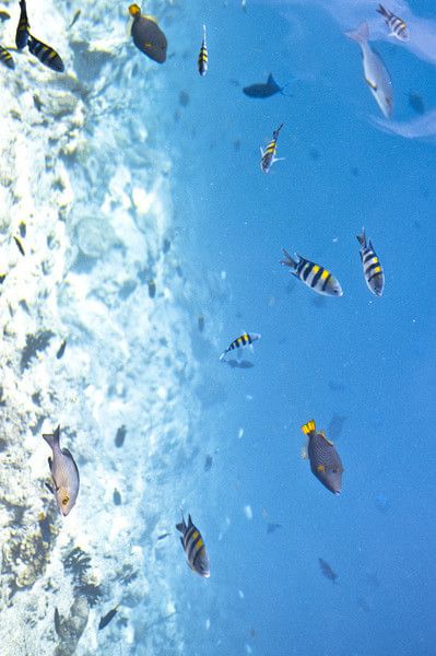 马尔代夫景点图片