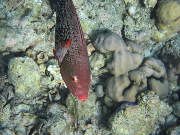 马尔代夫景点图片